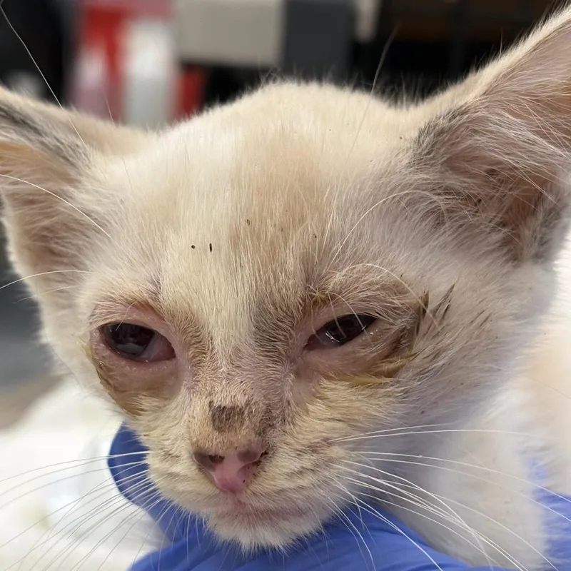 A baby small-sized female Cream / Ivory Domestic Short Hair cat named Sebastian for adoption in Milton, FL