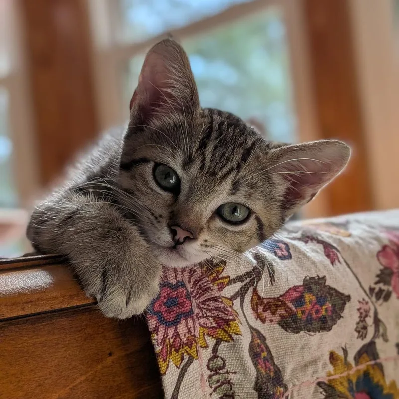 A baby small-sized female Brown / Chocolate Domestic Short Hair cat named Kanga for adoption in Bastrop, TX