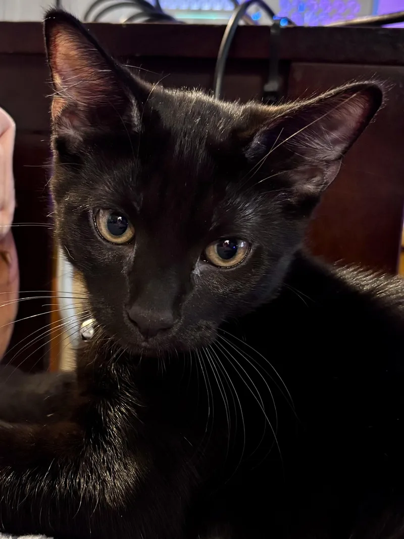 A baby small-sized male Black Domestic Short Hair cat named Wolfie for adoption in Nashville, TN