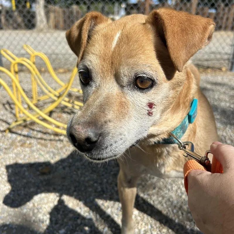 A senior medium-sized male Beagle dog named Duncan for adoption in Nowata, OK