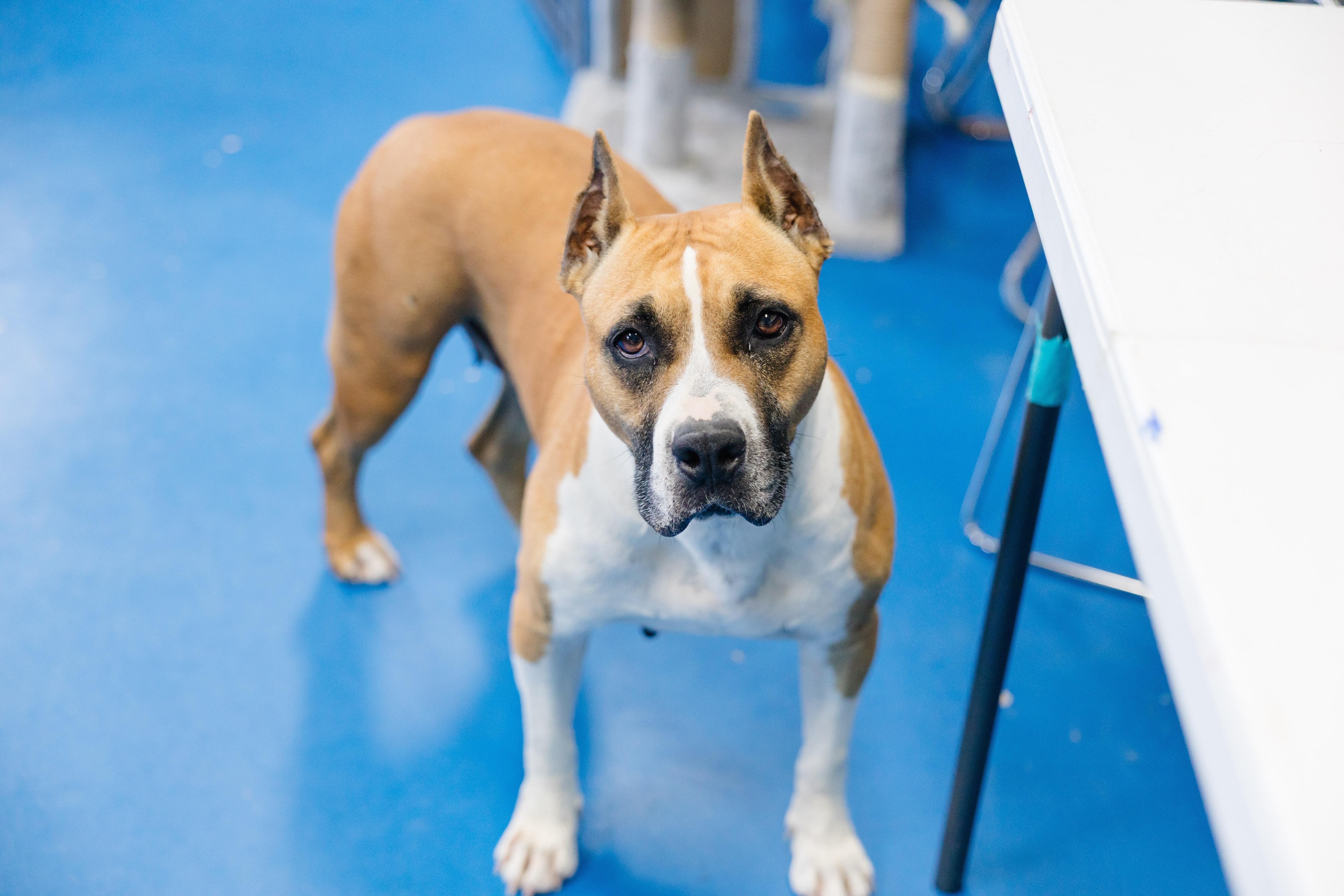 An adult medium-sized female Boxer dog named Mercy for adoption in Newburgh, IN