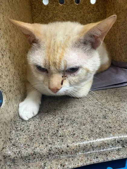An adult large-sized male Domestic Short Hair cat named Fury for adoption in Sevierville, TN