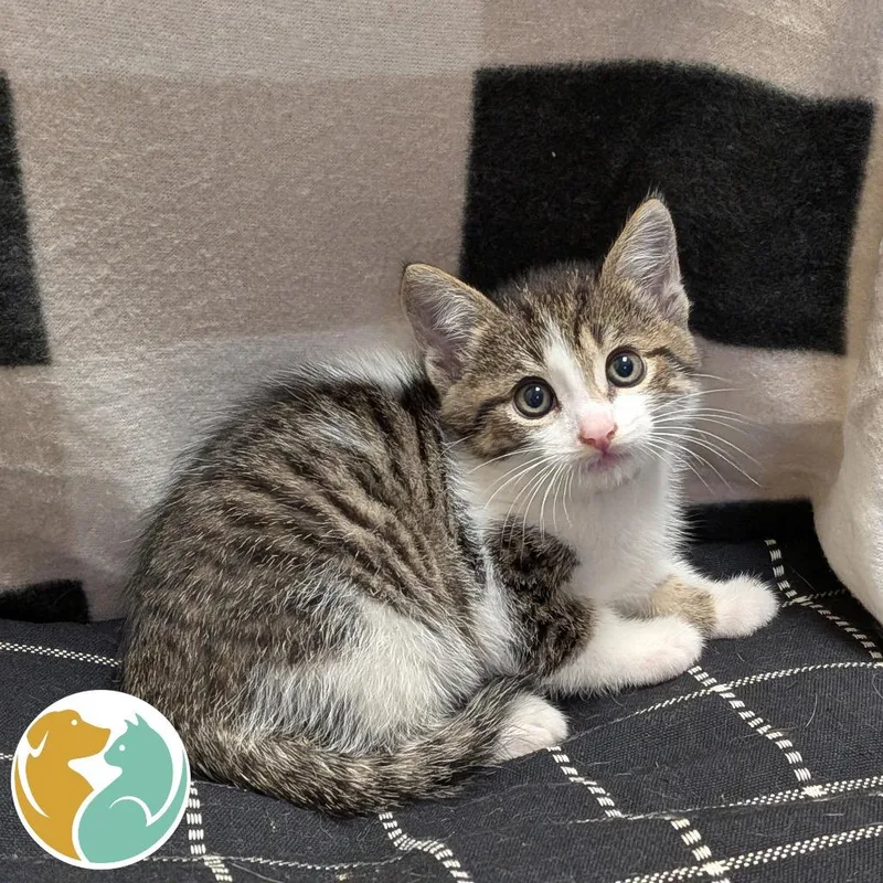 A baby small-sized male Brown / Chocolate Domestic Short Hair cat named Parton for adoption in Toledo, OH