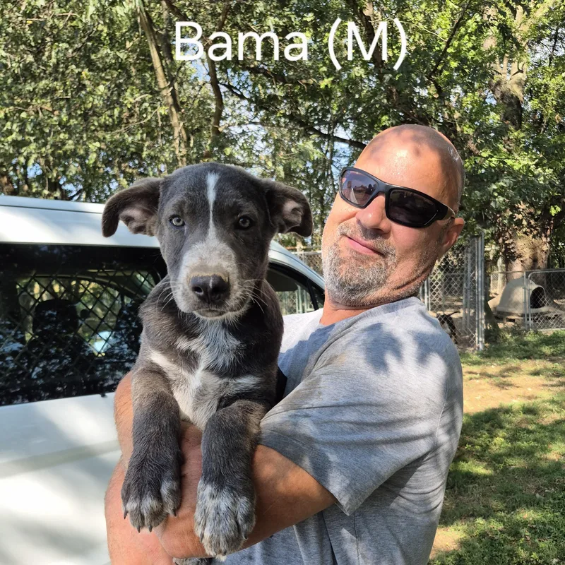 Bama