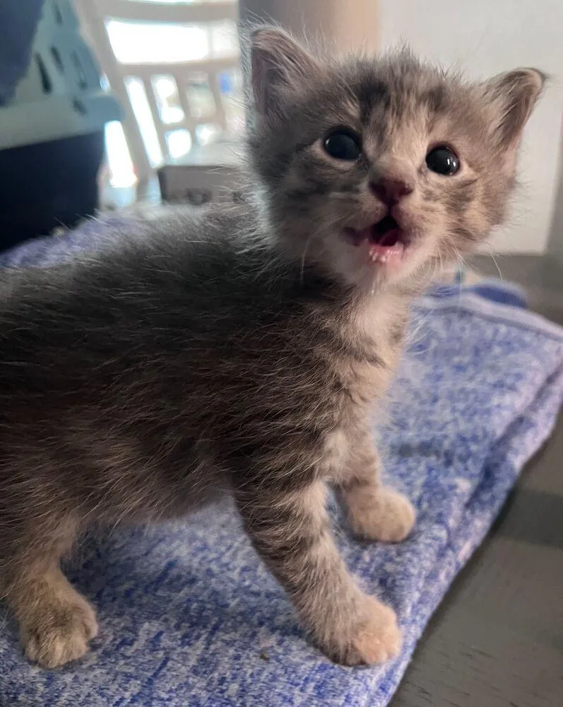 A baby small-sized female Gray / Blue / Silver Domestic Short Hair cat named Lottie for adoption in McPherson, KS
