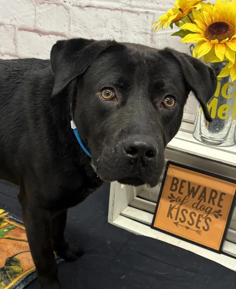 A young large-sized male Mixed Breed dog named Chocoberry for adoption in Detroit, MI
