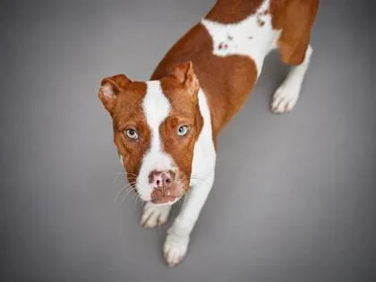 A young small-sized female Fox Terrier dog named Sexy Red for adoption in Bowling Green, KY