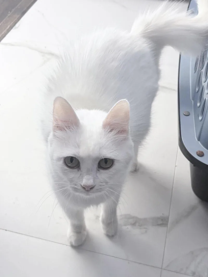 A baby medium-sized female White Domestic Medium Hair cat named Beautiful Blanca for adoption in Burlington, NC