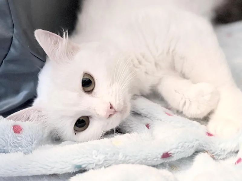 Beautiful Blanca thumbnail 4