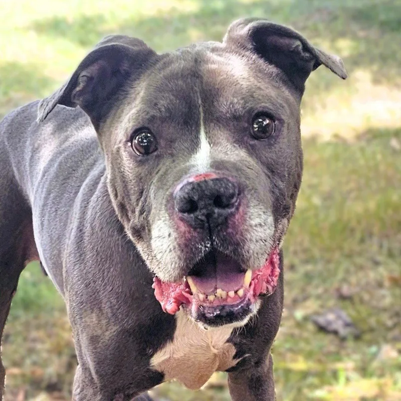 A senior medium-sized male Pit Bull Terrier dog named Jacksoon for adoption in Framingham, MA