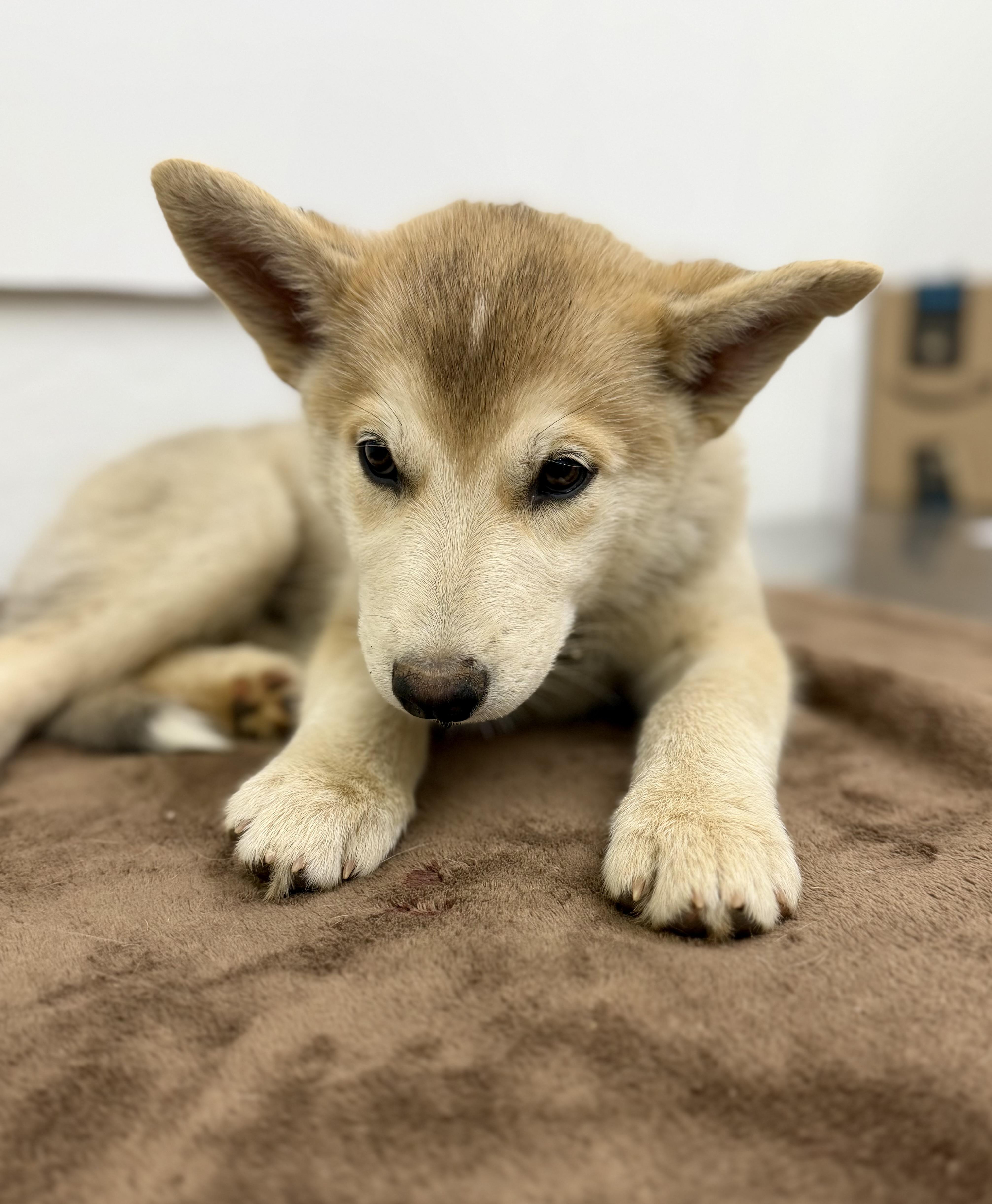 A baby large-sized female White / Cream Husky dog named Concha for adoption in Sonora, CA