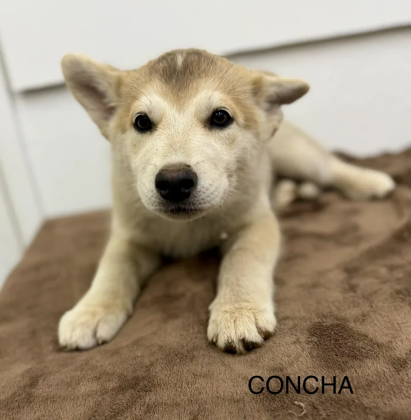 Concha thumbnail 2