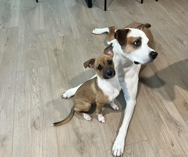 A baby small-sized male Chihuahua dog named Finley for adoption in Wesley Chapel, FL
