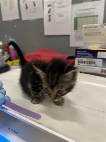 A baby small-sized female Domestic Short Hair cat named (PURPLE) for adoption in San Martin, CA