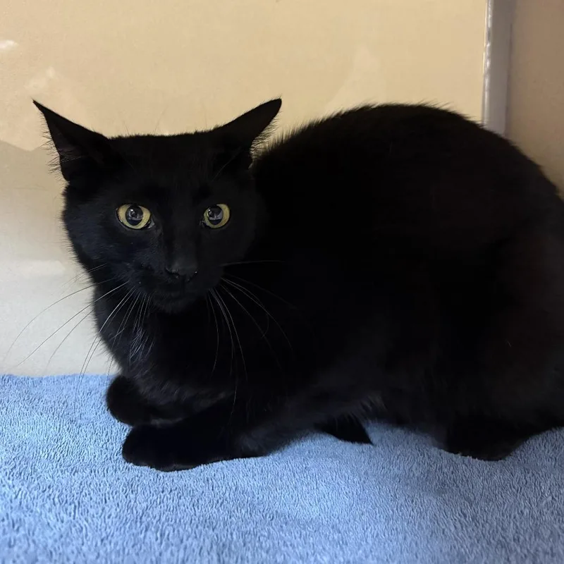 An adult medium-sized female Black Domestic Short Hair cat named Sunflower for adoption in Tacoma, WA