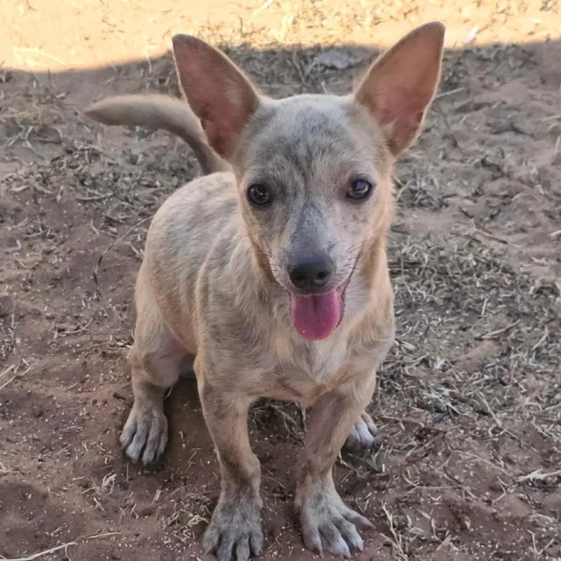 A baby small-sized female Yellow / Tan / Blond / Fawn Chihuahua dog named Shady for adoption in Oxford, ME