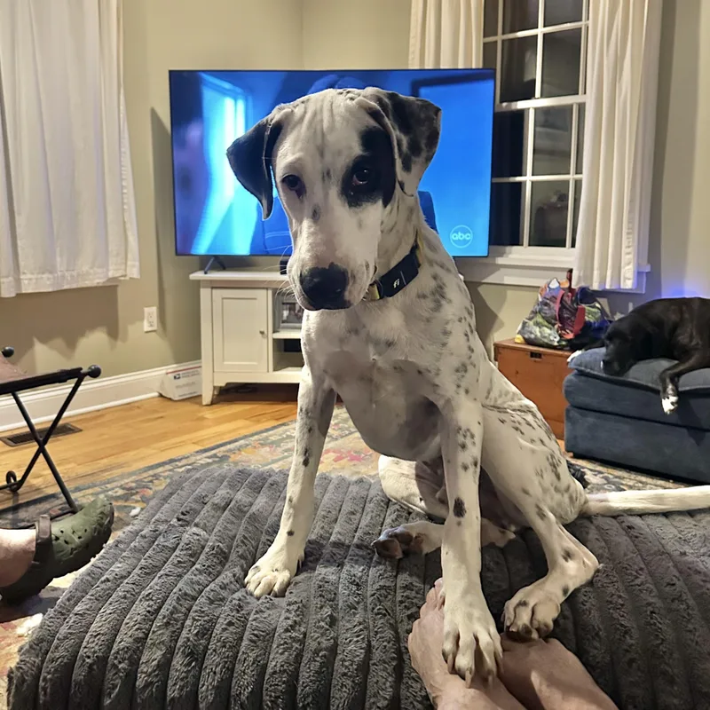 Da Vinci A Ladies thumbnail 4