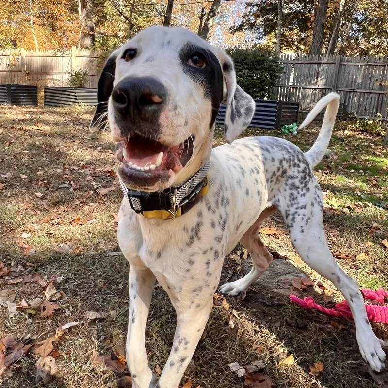 Da Vinci A Ladies thumbnail 6