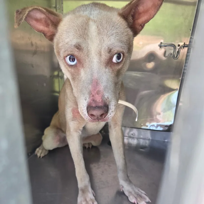 A young medium-sized female Brown / Chocolate Mixed Breed dog named Melody for adoption in Columbus, GA