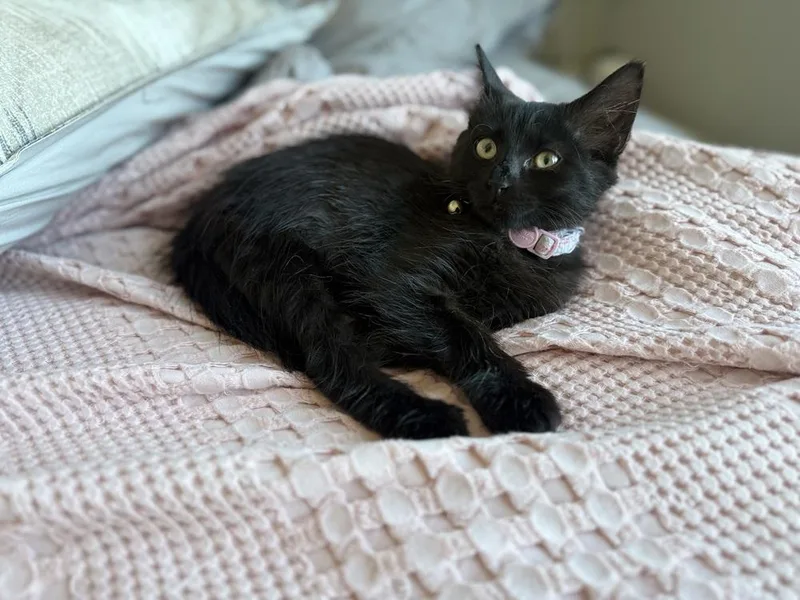 A baby small-sized female Black Domestic Short Hair cat named Vivian for adoption in Ferndale, MI
