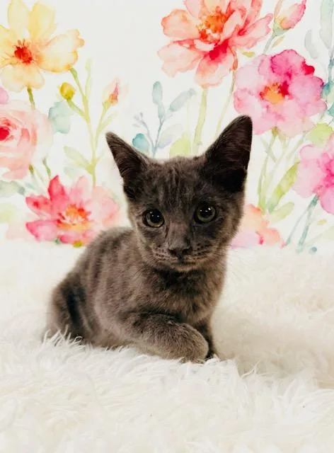 Purrty
