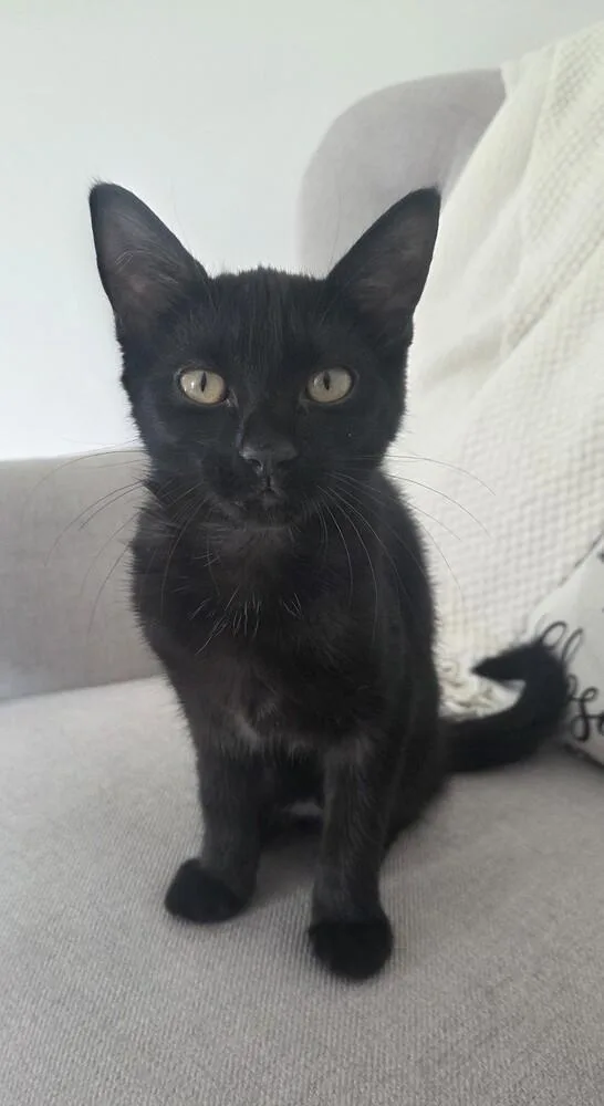 A baby small-sized female Black Domestic Short Hair cat named Aria for adoption in Youngsville, NC