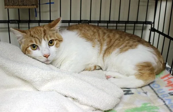 A young medium-sized male Orange & White American Shorthair cat named Falcor for adoption in Mansfield, MA