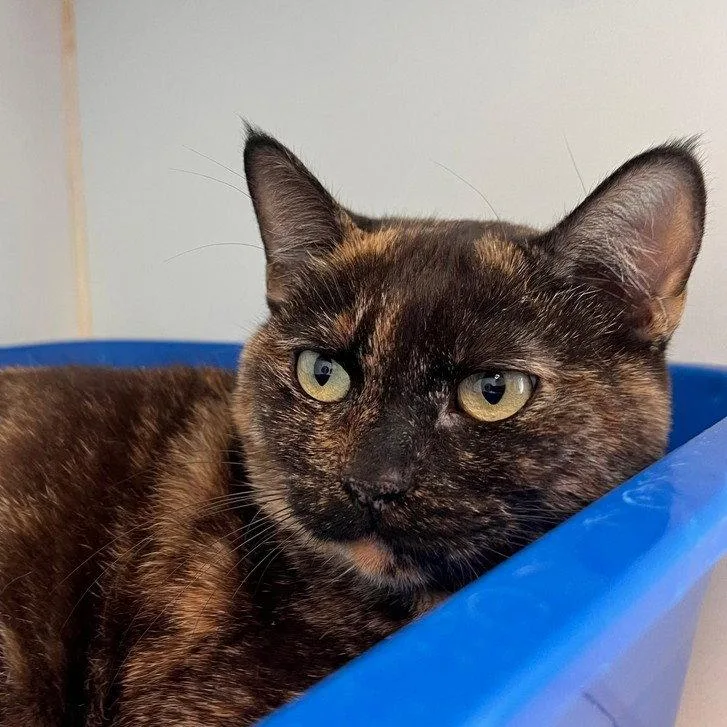 A young large-sized female Black Domestic Short Hair cat named Teddy for adoption in Oakland, CA