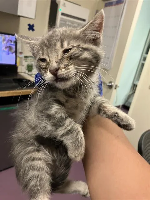A baby small-sized male Domestic Short Hair cat named Adonis for adoption in Long Beach, CA