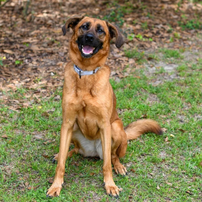 An adult large-sized female Red / Chestnut / Orange Mixed Breed dog named Lucy for adoption in BONIFAY, FL