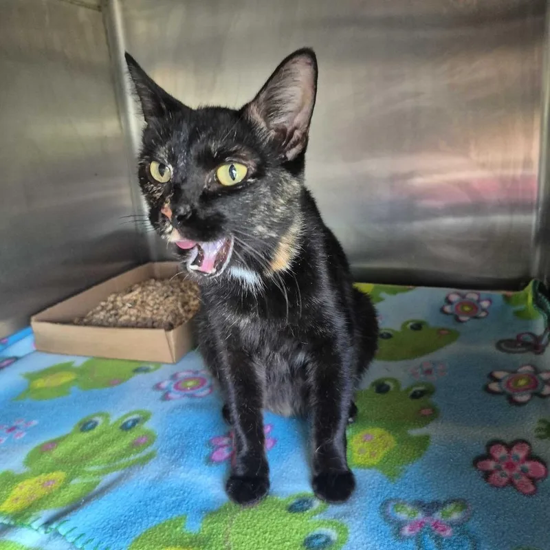 An adult medium-sized female Tortoiseshell Domestic Short Hair cat named Pippa for adoption in Oak Hill, WV
