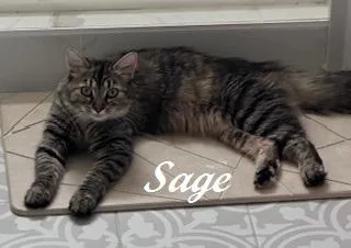 A baby medium-sized female Tabby (Brown / Chocolate) Domestic Medium Hair cat named Sage  Affectionate And for adoption in Southern Pines, NC