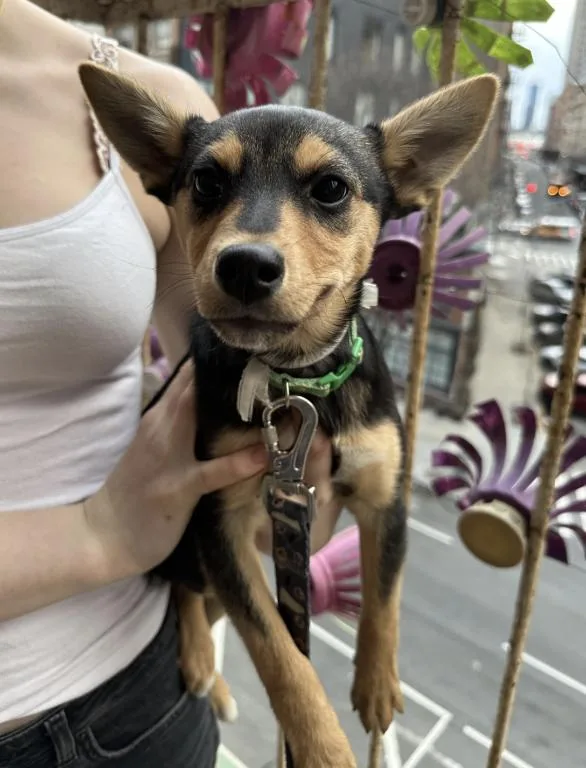 Baptista thumbnail 3