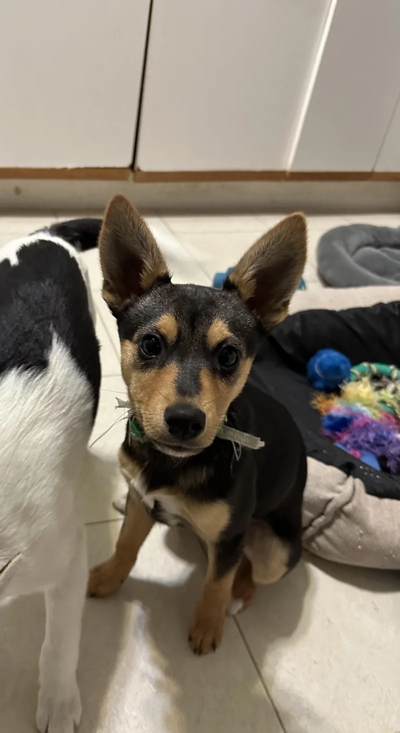 Baptista thumbnail 5