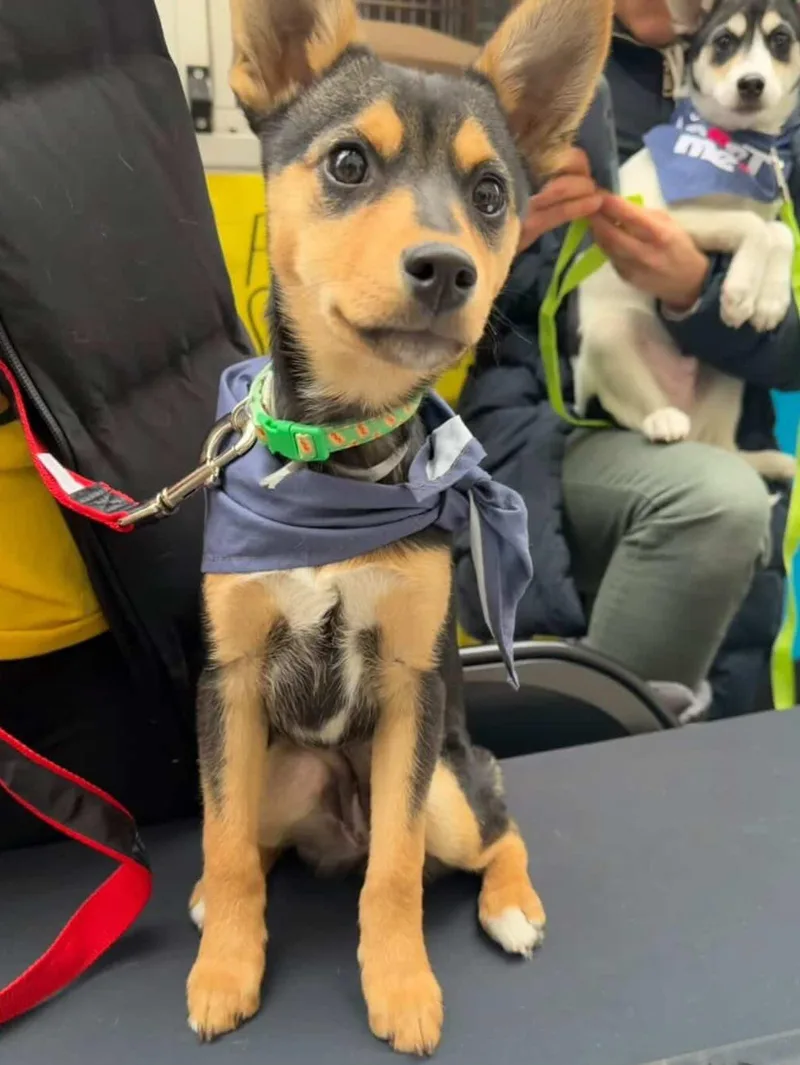 Baptista thumbnail 6