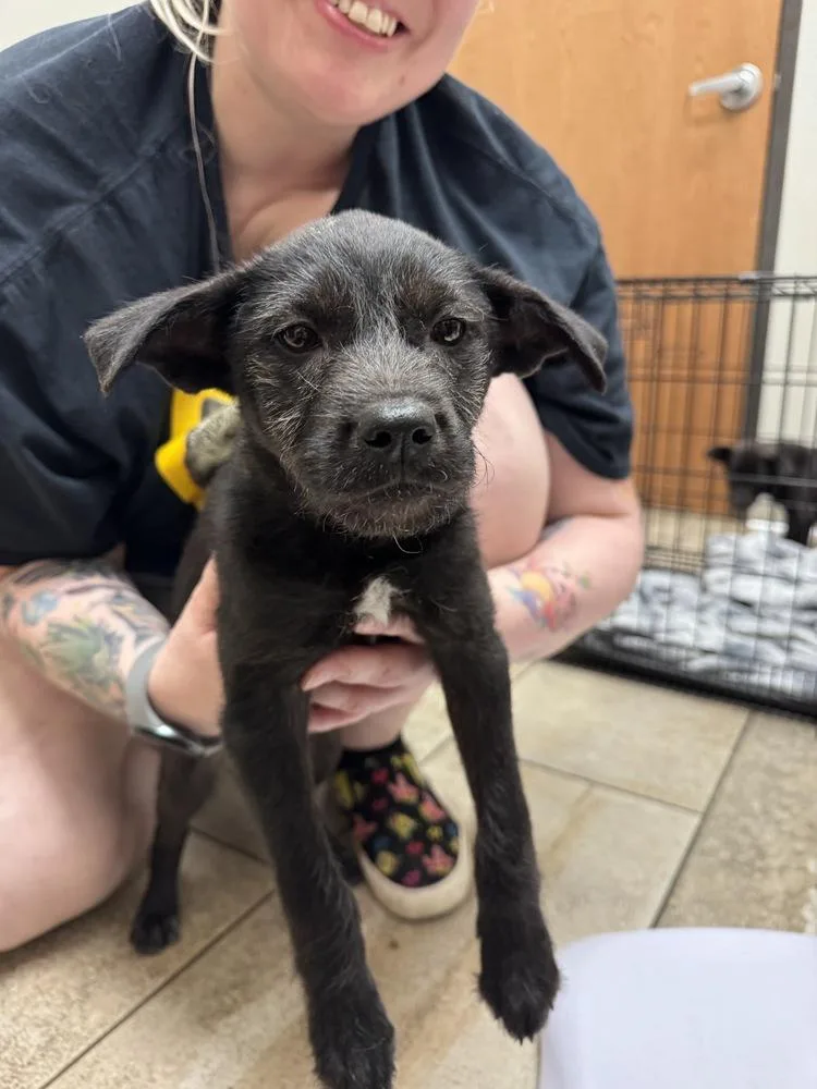 A baby medium-sized female Black Terrier dog named Shasta for adoption in Vancouver, WA