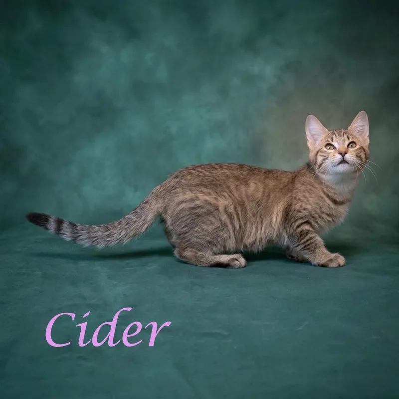 A baby small-sized female Brown / Chocolate Domestic Short Hair cat named Cider C for adoption in Lebanon, TN