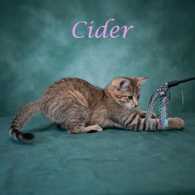 Cider C thumbnail 2