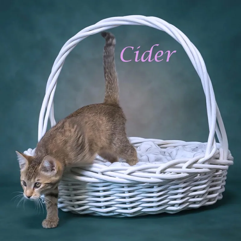Cider C thumbnail 3