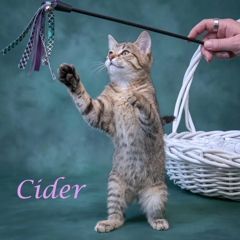 Cider C thumbnail 4