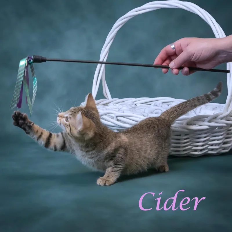 Cider C thumbnail 5