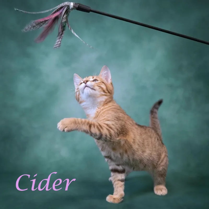 Cider C thumbnail 6