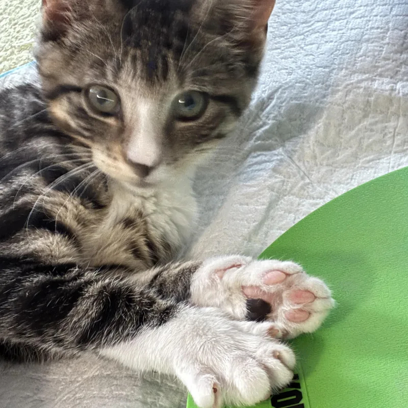 A baby medium-sized female Tabby (Gray / Blue / Silver) Domestic Short Hair cat named Singleton for adoption in Roslyn Heights, NY