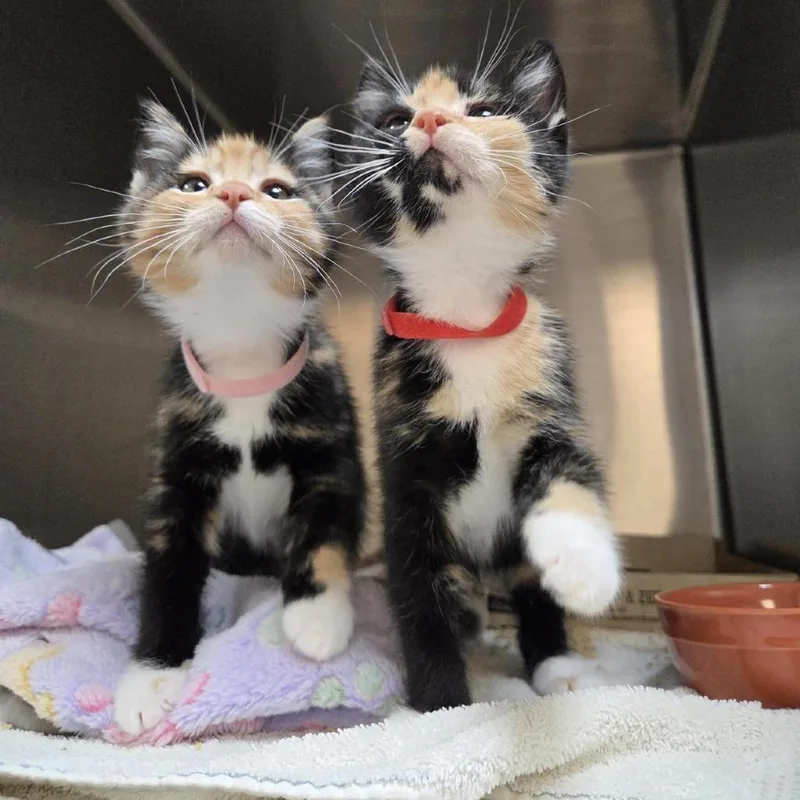 A baby small-sized female Domestic Short Hair cat named Krill for adoption in Woodinville, WA