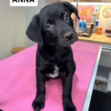 A baby medium-sized female Black Mixed Breed dog named Selena Pup Anna for adoption in Fairfax, VA