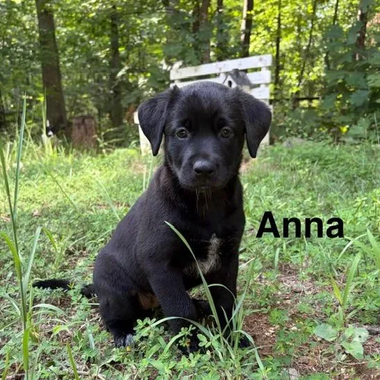 Selena Pup Anna thumbnail 2