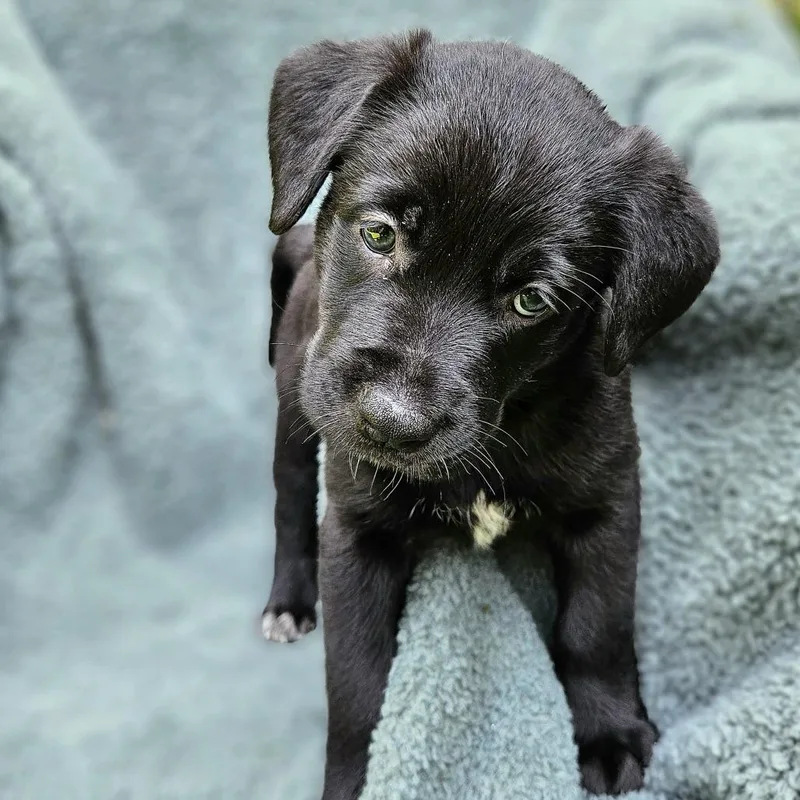 Selena Pup Anna thumbnail 3