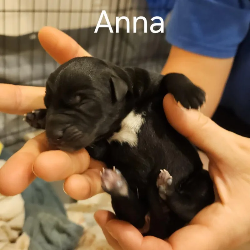 Selena Pup Anna thumbnail 4