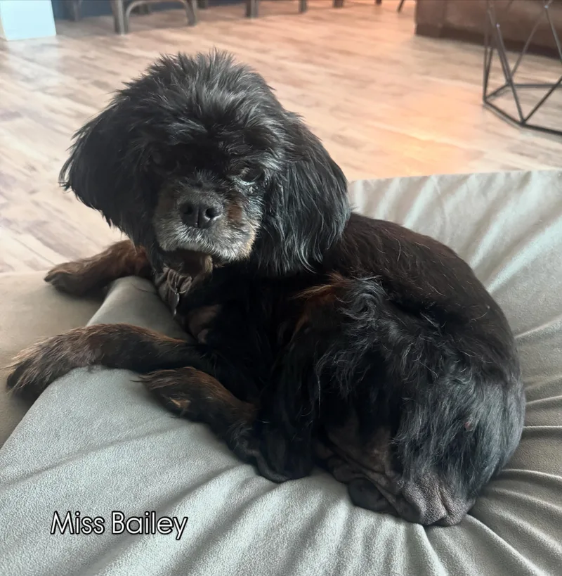 A senior medium-sized female Cocker Spaniel dog named Miss Bailey for adoption in Cape Coral, FL