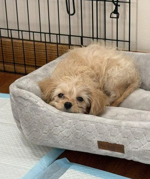 A baby small-sized female Cavalier King Charles Spaniel dog named Miley for adoption in Wheaton, IL